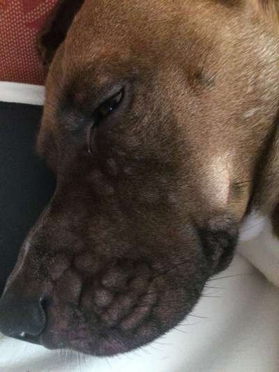 Allergien-Beitrag-Bild