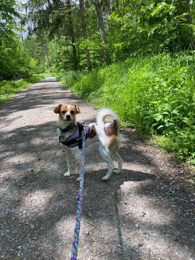 Die Dogorama Monats Challenge "Es grünt und blüht"-Beitrag-Bild