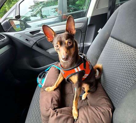 Hundetreffen-Spielgruppe Minihunde-Bild