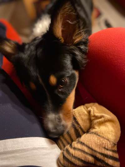 Zeigt mir die tollste Nahaufnahme von eurer Fellnase-Beitrag-Bild