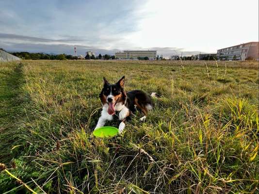 Postet das beste Foto von euren 4 beinern-Beitrag-Bild