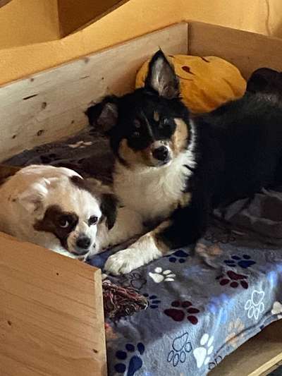 Lustigsten Grimassen von euren Hunden-Beitrag-Bild