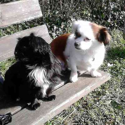 Bester Freund, Hundekumpel - zeigt her!-Beitrag-Bild