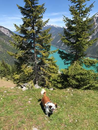 Mit Hund im Urlaub.-Beitrag-Bild