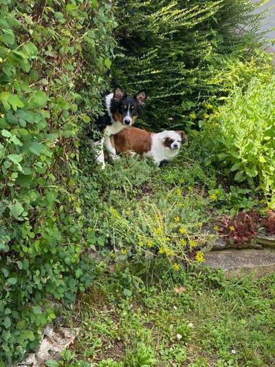 Die Dogorama Kalender Challenge Teil 3/4-Beitrag-Bild