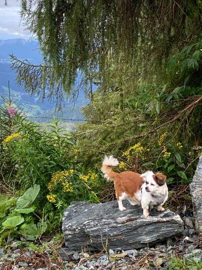 Die Dogorama Monats Challenge "Es grünt und blüht"-Beitrag-Bild