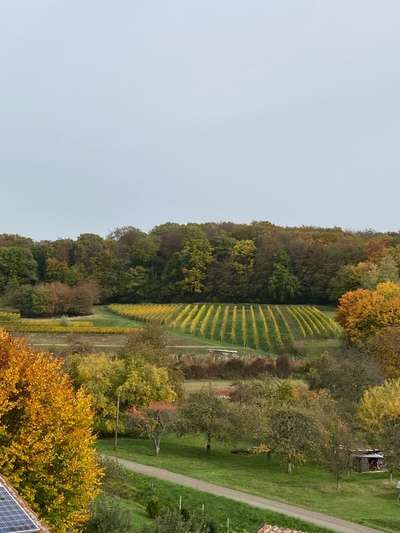 Die wunderschöne Welt mit Hund.-Beitrag-Bild