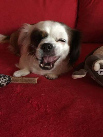 Lustigsten Grimassen von euren Hunden-Beitrag-Bild