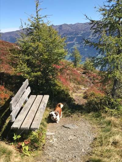 Hunde im Urlaub-Beitrag-Bild