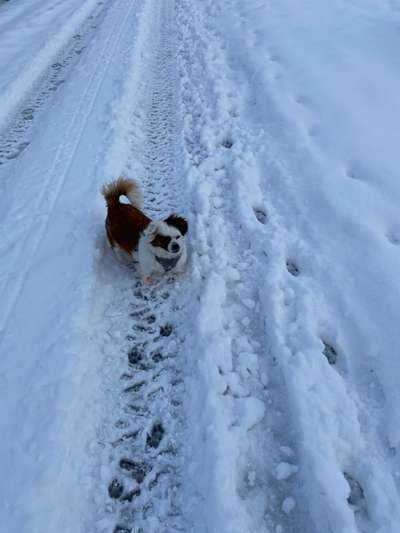 Die Dogorama Kalender Challenge Teil 2/4-Beitrag-Bild