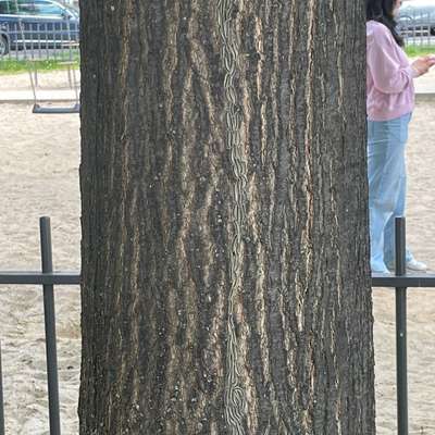 Giftköder-Eichenprozessionsspinner am Spielplatz-Bild