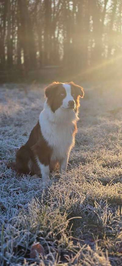 Hundetreffen-Spielrunde in Waren und Umgebung-Bild