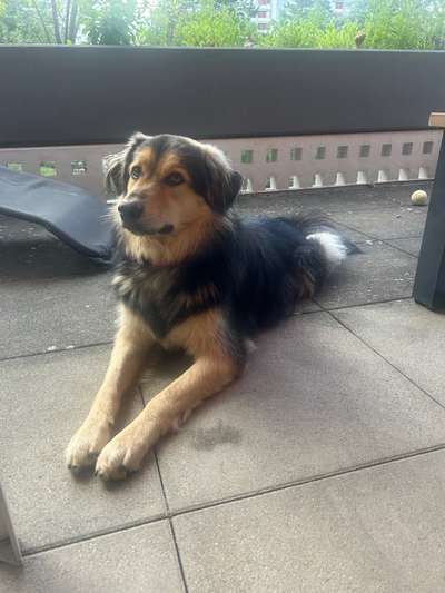 TierschutzhundeStammtisch🐕-Beitrag-Bild