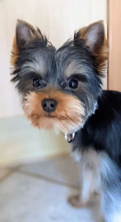 Yorkshire Terrier-Beitrag-Bild
