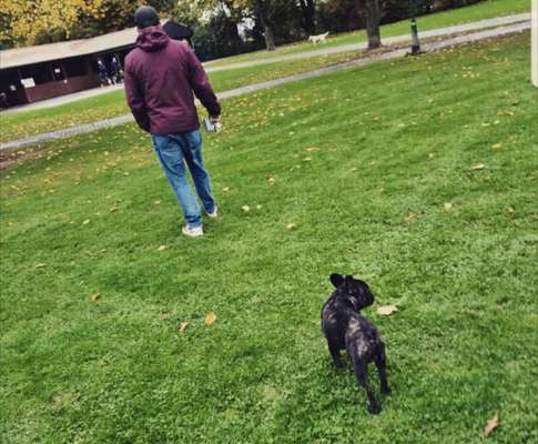 Hundetreffen-Spiel und Spaß-Bild