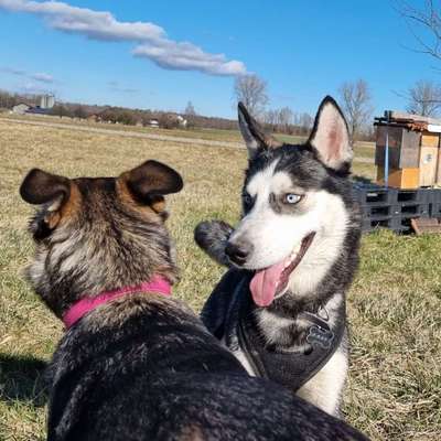 Hundetreffen-Spieltreff-Bild