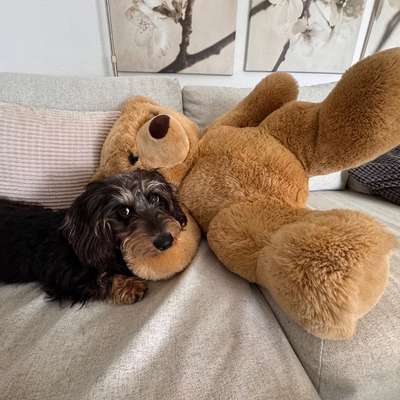 Hundetreffen-Spaziergang / Hundespielplatz-Bild