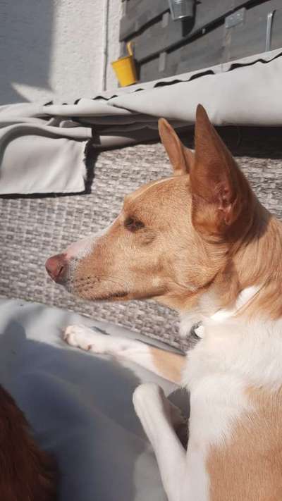 Podenco/Mischlinge hier? :-)-Beitrag-Bild
