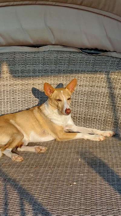 Podenco/Mischlinge hier? :-)-Beitrag-Bild