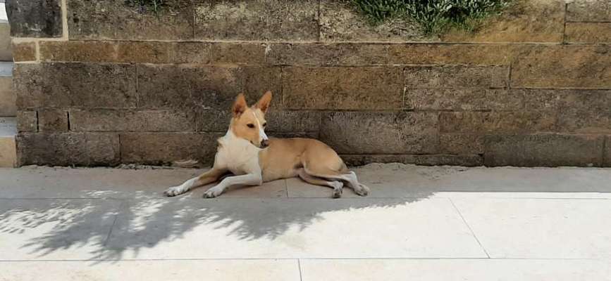 Podenco/Mischlinge hier? :-)-Beitrag-Bild