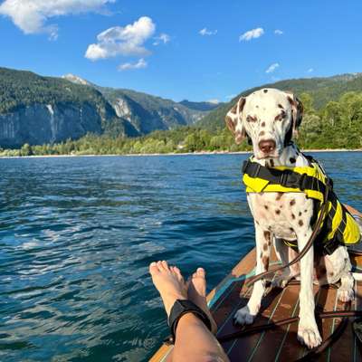Titelbild Gruppe Die schönsten Abenteuer mit Hund in Österreich 🇦🇹 Wandern, Baden und Ausflugstipps
