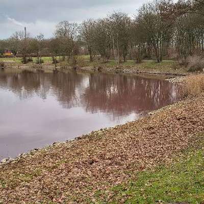 Giftköder-Burgunderblutalgen-Bild