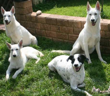 Wer von euch hat mindestens 2 Hündinnen Zuhause?-Beitrag-Bild