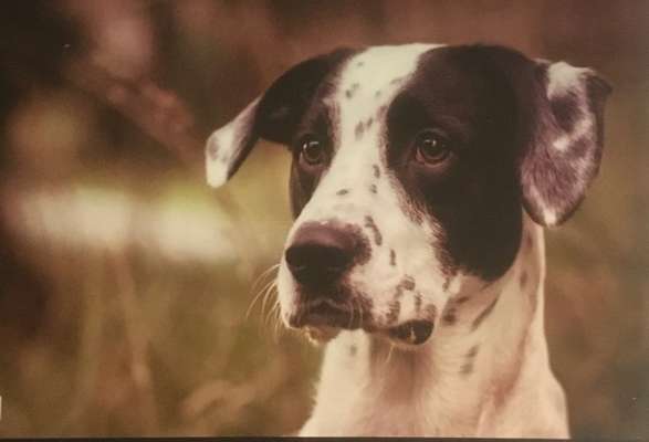 Die Dogorama Kalender Challenge Titelbild-Beitrag-Bild