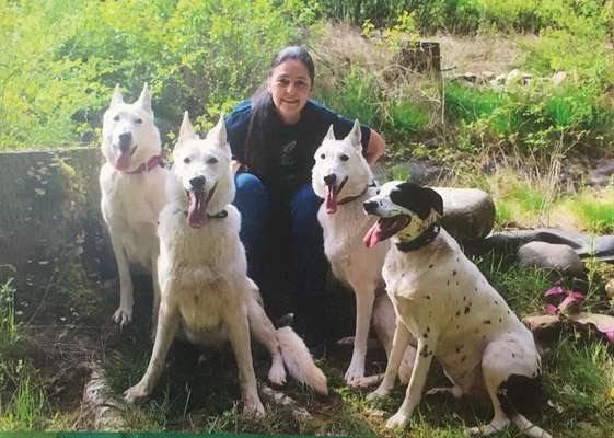 Mehrere Hunde zuhause !-Beitrag-Bild