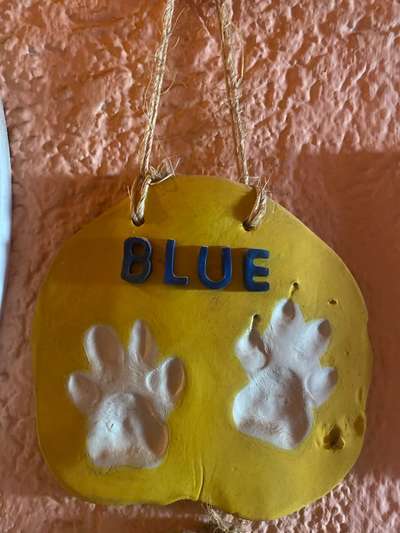 Erfahrung mit älteren Hunden-Beitrag-Bild