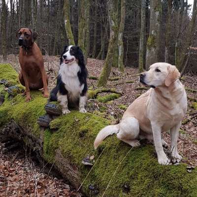 Hundetreffen-Gassitreff-Bild