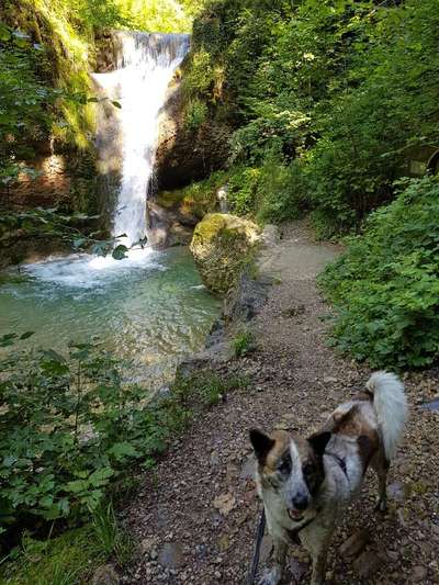 Hundeauslaufgebiet-Sagenraintobel-Bild