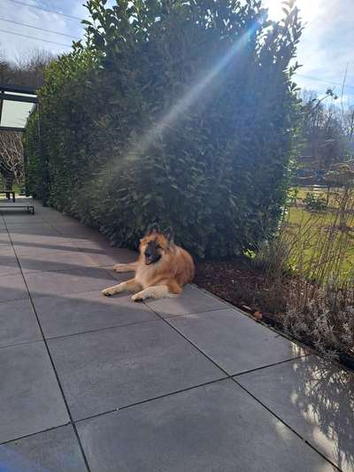 Spitzname(n) Deines Hundes-Beitrag-Bild