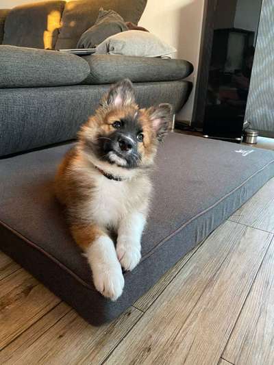 Welpen Bilder !-Beitrag-Bild