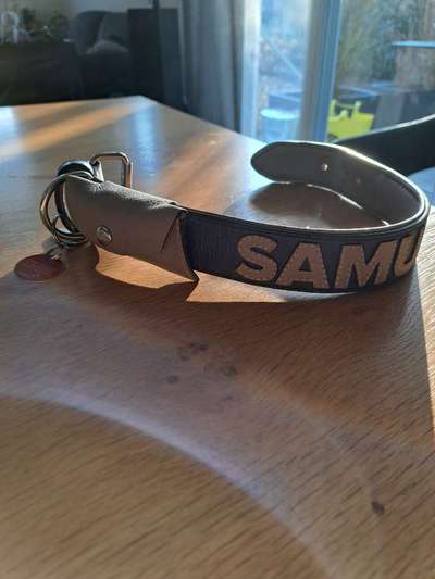 Welches Halsband trägt dein Hund und warum dieses?-Beitrag-Bild