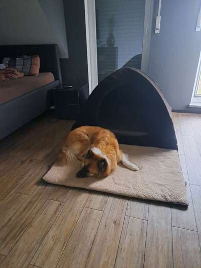 Hundehöhle für grössere Hunde-Beitrag-Bild