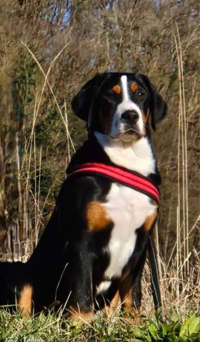 Hundetreffen-Roden und Umgebung-Bild