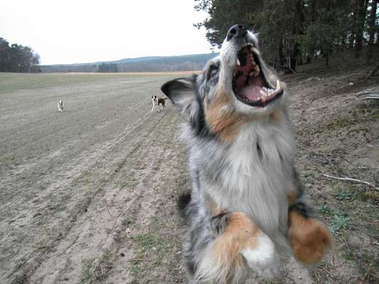 Dogorama Photo Challenge - Mäulchen auf-Beitrag-Bild