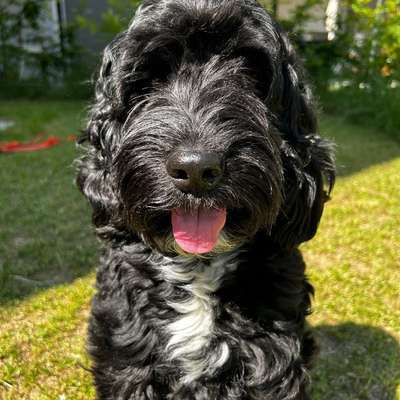 Hundetreffen-Mittelgroße Hunde - Spielerunde-Bild