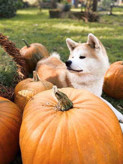 Die Dogorama Kalender Challenge Titelbild-Beitrag-Bild