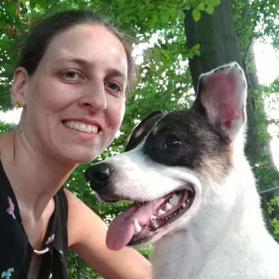 Hundetreffen-Gemeinsamer Spaziergang-Bild