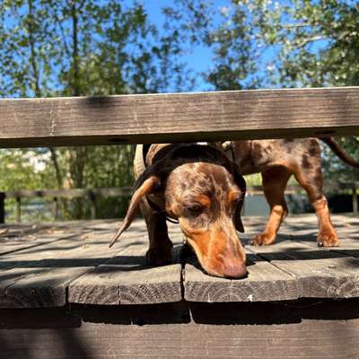 Hundetreffen-Junghunde treffen Hohenschönhausen-Bild