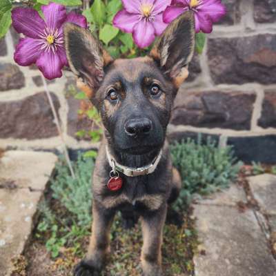 Hundetreffen-Welpenzeit-Bild