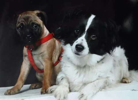 Welpen Bilder !-Beitrag-Bild