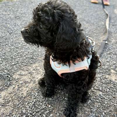 Hundetreffen-Welpentreff-Bild