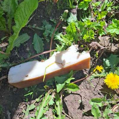 Giftköder-Giftköder versetzt mit 2 Tabletten-Bild