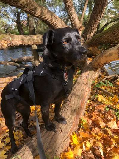 Dogorama Photo Challenge - Gassipause-Beitrag-Bild