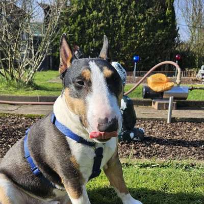 Hundetreffen-Gassi gehen für unsicheren Hund-Findorff