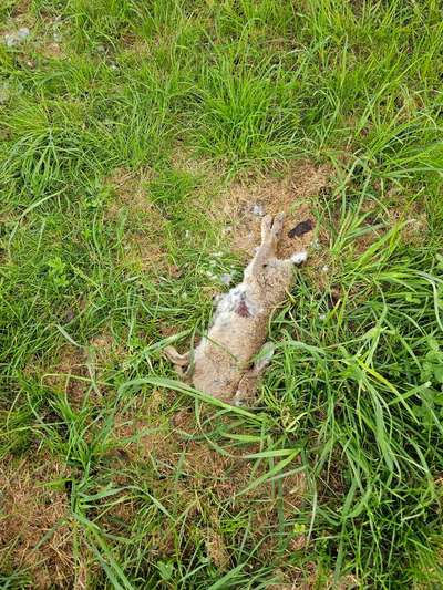 Giftköder-Totes Kaninchen-Bild