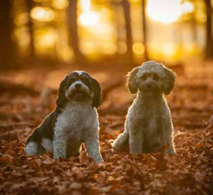 Mischlinge raten - Rätselspaß-Beitrag-Bild